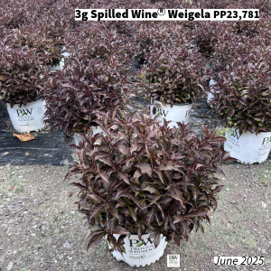 June 2025 3g Spilled Wine Weigela Group for Website